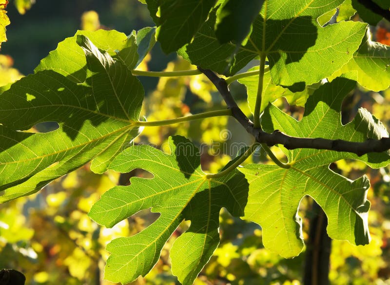 Fig leaves under sun light