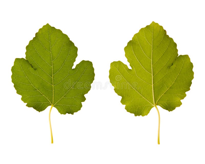 Fig. one leaf - two sides