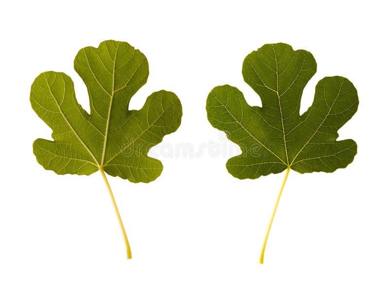 Fig. one leaf - two sides