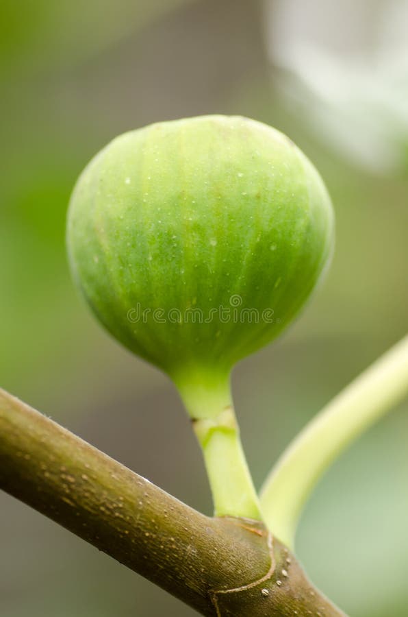 Fig plant stock photo. Image of fresh, nature, grow, natural 64465020