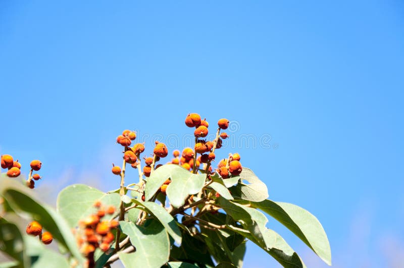 Fig Fruits on the Tree Branches Stock Photo Image of green, purple
