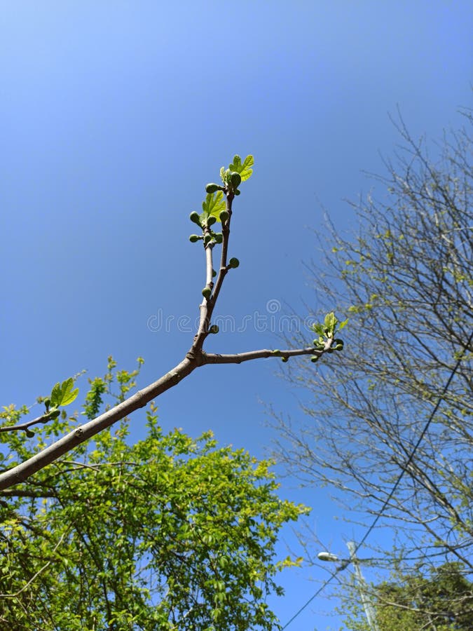 Fig Tree Branches on the Blue Sky Sunny Spring Day with Raw Figs Grown