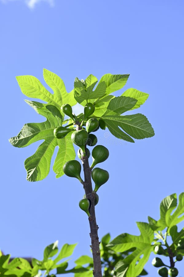 Fig Tree Branches And Leaves Stock Photo Image of plant, nature 39365294