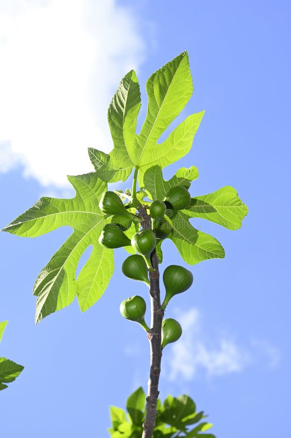 Fig tree branches stock photo. Image of spring, fruits 144842534