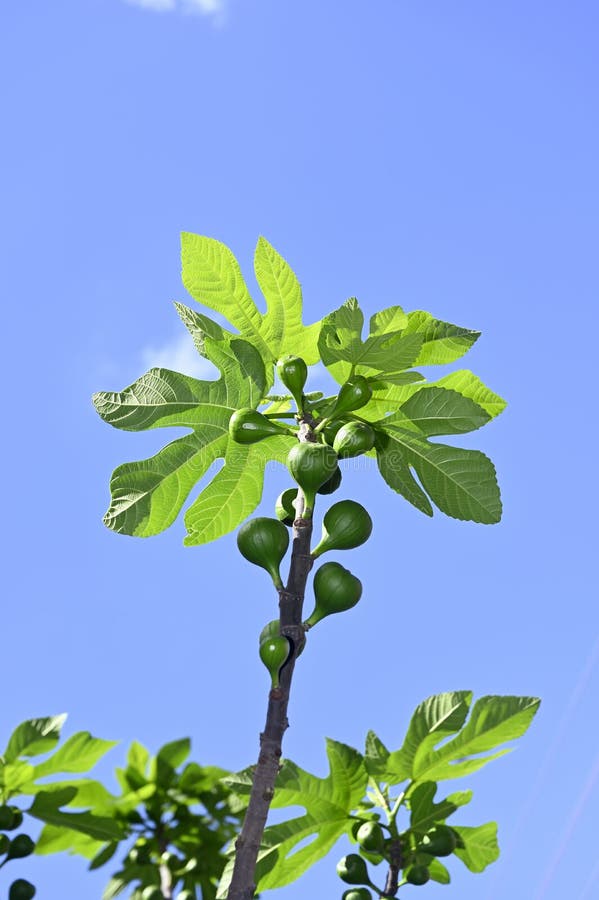 Fig tree branches stock photo. Image of branches, cloud 144842688