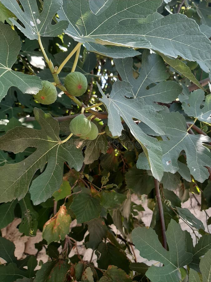 Fig tree stock image. Image of branch, tree 181536525