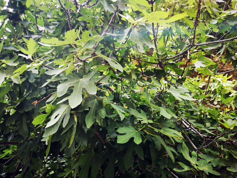 Fig tree leaves and fruits stock photo. Image of green 156340672