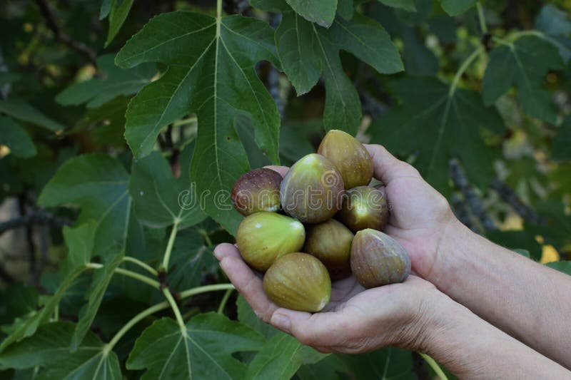 Fig Tree Freshly Cut Ripe Fruit Stock Image Image of healthy, picked