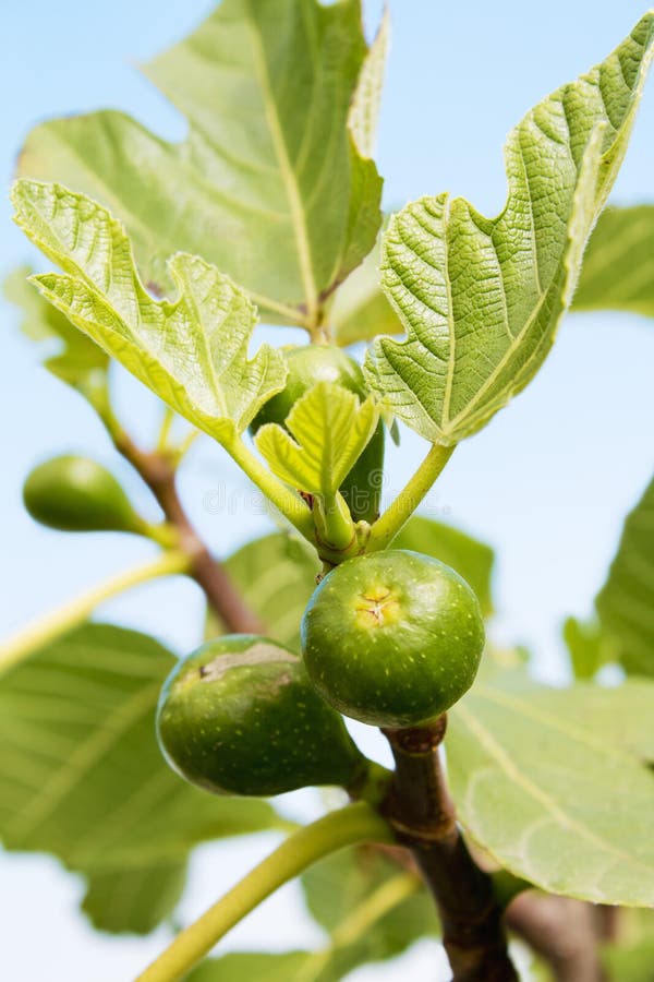 Fig Tree with Unripe Figs, Close Up Stock Photo Image of cloudless