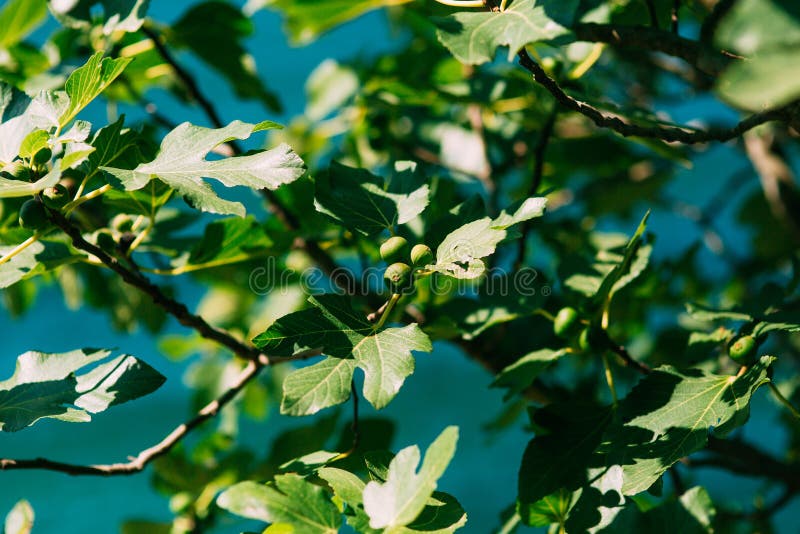 Fig trees, small fruits. Ripening figs on tree.