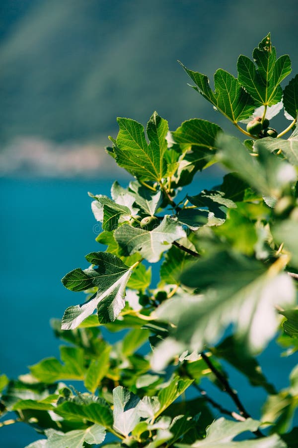 Fig Trees, Small Fruits. Ripening Figs On Tree