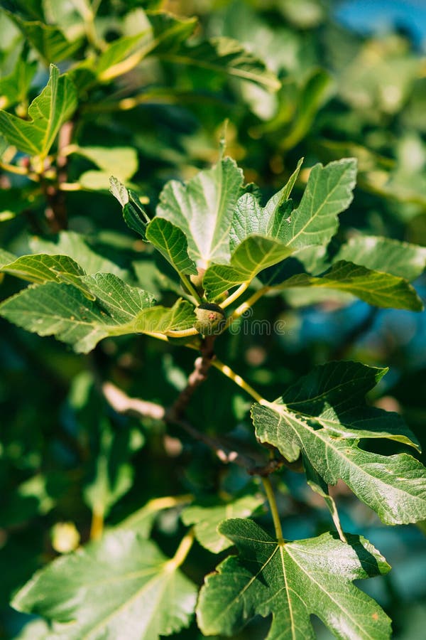 Fig trees, small fruits. Ripening figs on tree. Alternative, green.