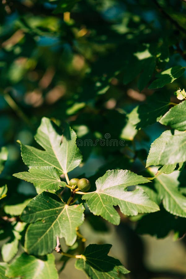 Fig trees, small fruits. Ripening figs on tree. Grow, common.