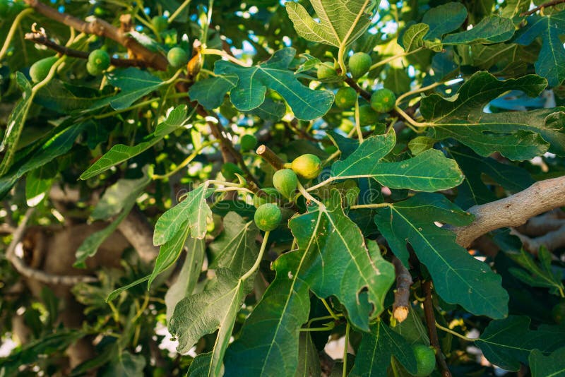 Fig Trees, Small Fruits. Ripening Figs On Tree