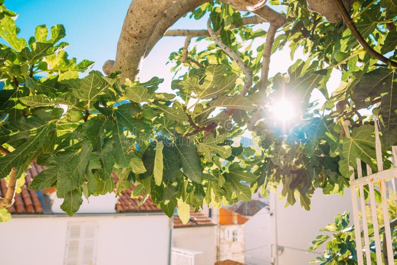 Fig Trees, Small Fruits. Ripening Figs On Tree