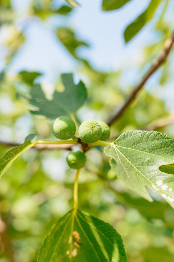 Fig Trees, Small Fruits. Ripening Figs On Tree