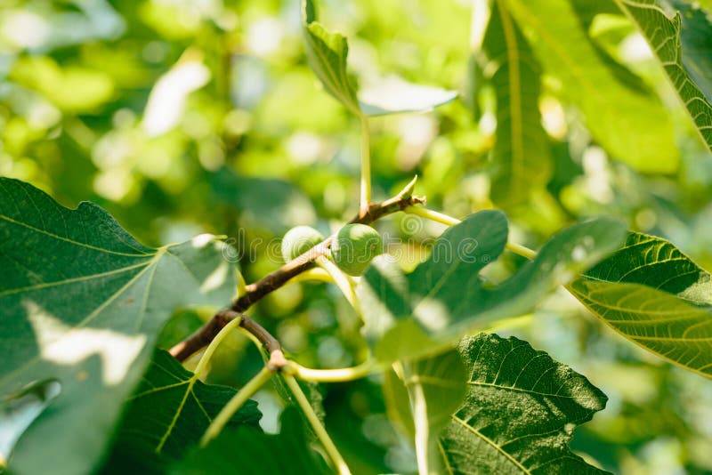 Fig Trees, Small Fruits. Ripening Figs On Tree