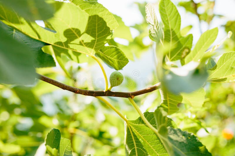 Fig Trees, Small Fruits. Ripening Figs On Tree