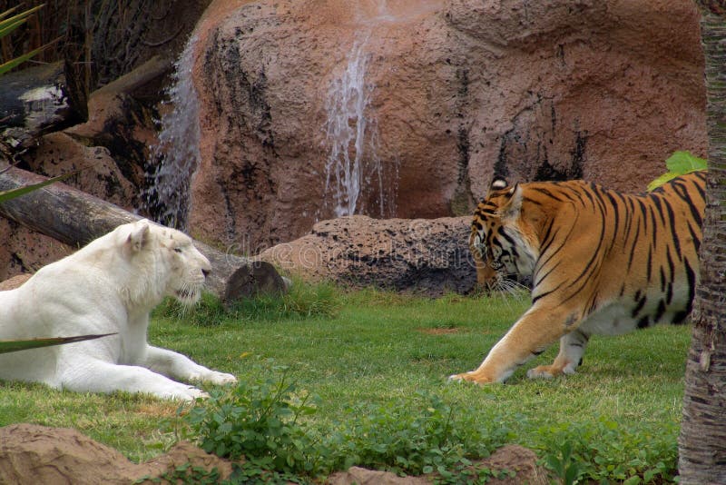 23,988 Wild Animal Fight Stock Photos - Free & Royalty-Free Stock Photos from Dreamstime 23,988 Wild Animal Fight Stock Photos - Free & Royalty-Free Stock Photos from Dreamstime