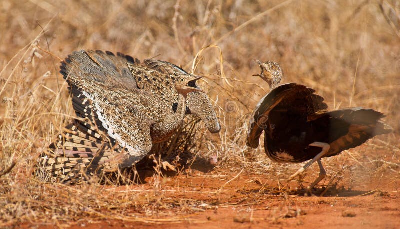 Fighting Bustards