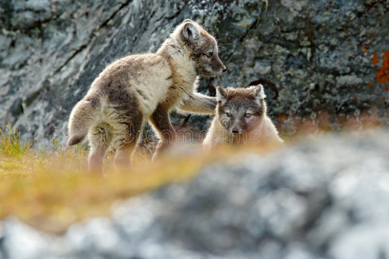 Fight of cute little Arctic Foxes, Vulpes lagopus, in the nature rocky habitat, Svalbard, Norway. Action wildlife scene from stock photography