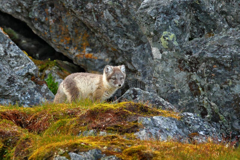 Fight of cute little Arctic Foxes, Vulpes lagopus, in the nature rocky habitat, Svalbard, Norway. Action wildlife scene from royalty free stock photos