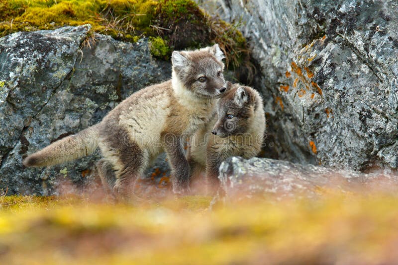 Fight of cute little Arctic Foxes, Vulpes lagopus, in the nature rocky habitat, Svalbard, Norway. Action wildlife scene from royalty free stock photography