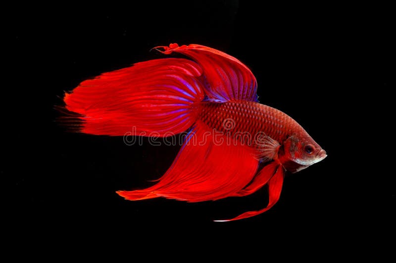 gourami fish fighting www