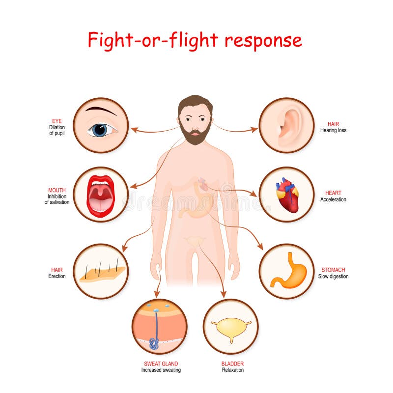 fight or flight hormones