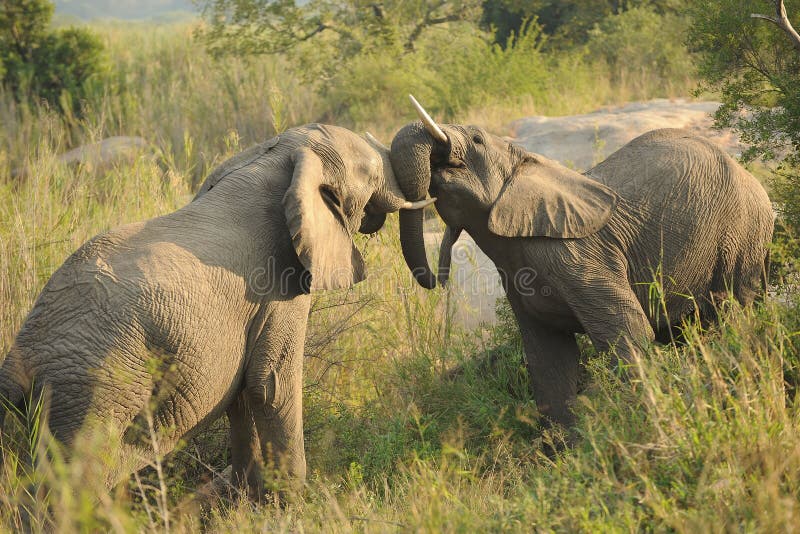 Fighting African Elephants stock photos Fighting African Elephants stock photos