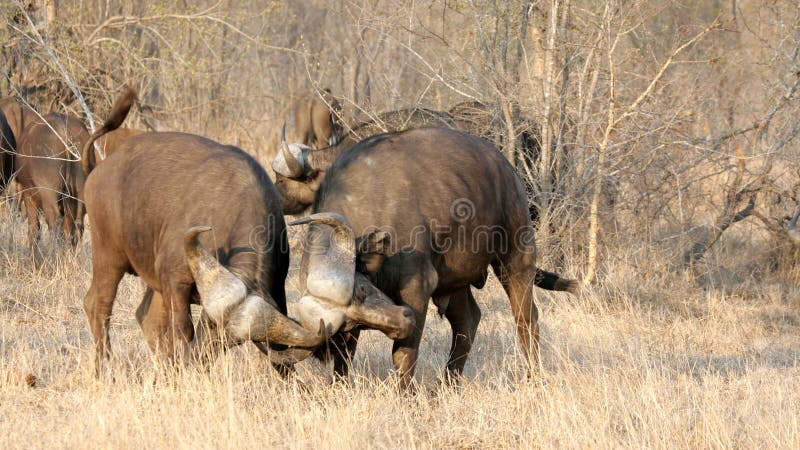 Fighting Buffalos