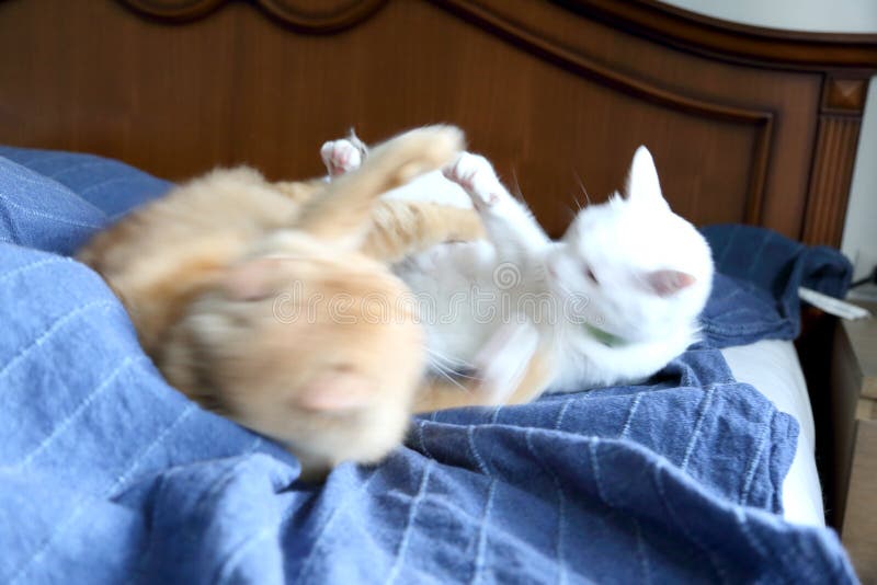 Fighting Cats stock image. Image of mammal, looking 194595677