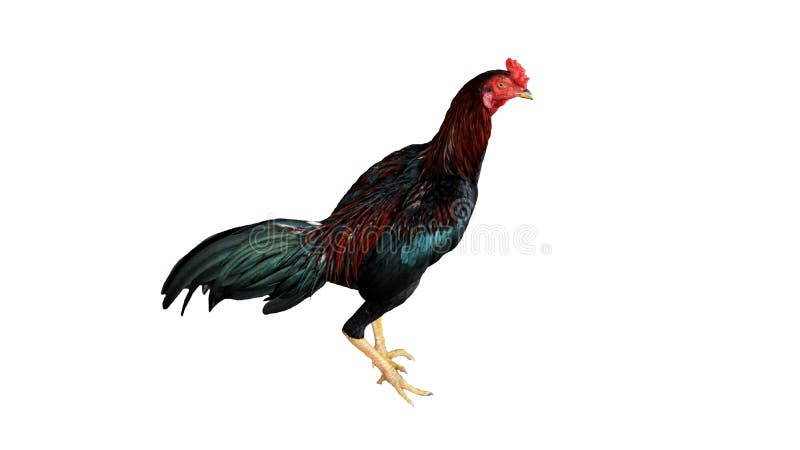 494 White Fighting Cock Photos Free Royalty Free Stock Photos From Dreamstime