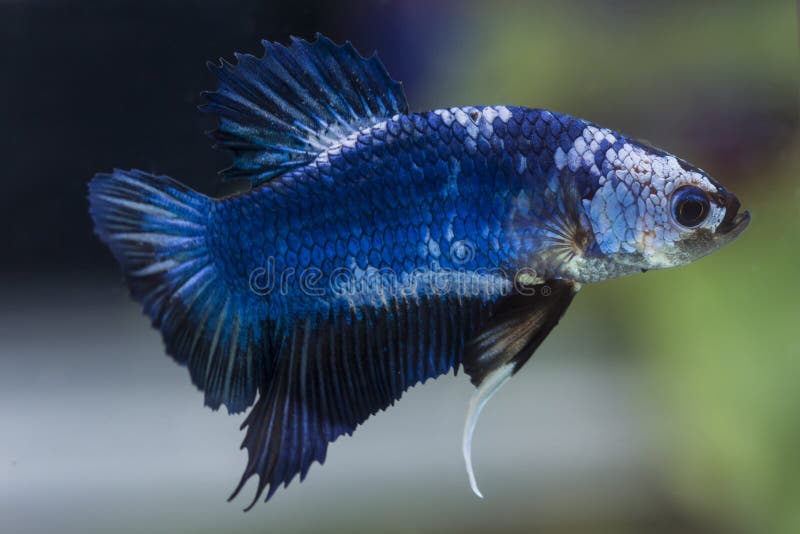 Fighting Fish Betta Splendens Fish with a Beautiful Stock Photo Image