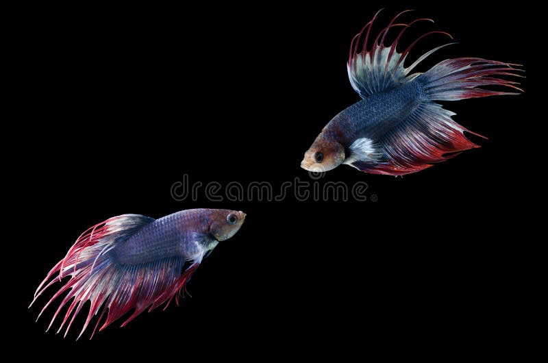 Fish Fighting, Beautiful Fish, Colorful Fish Fighting Siam, Colorful