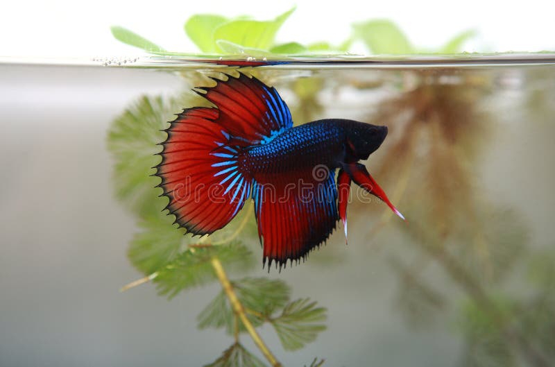Fighting Fish Jumping Through Four Ring Stock Image Image of
