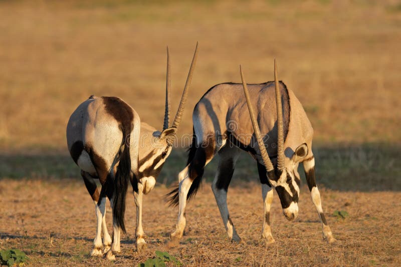 Two male gemsbok antelopes (Oryx gazella) fighting for territory, Kalahari desert, South Africa. Two male gemsbok antelopes (Oryx gazella) fighting for territory, Kalahari desert, South Africa
