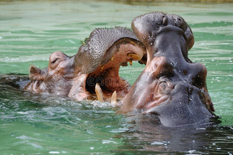 These two hippos were actually kissing but it appears on photo that they are fighting. These two hippos were actually kissing but it appears on photo that they are fighting.