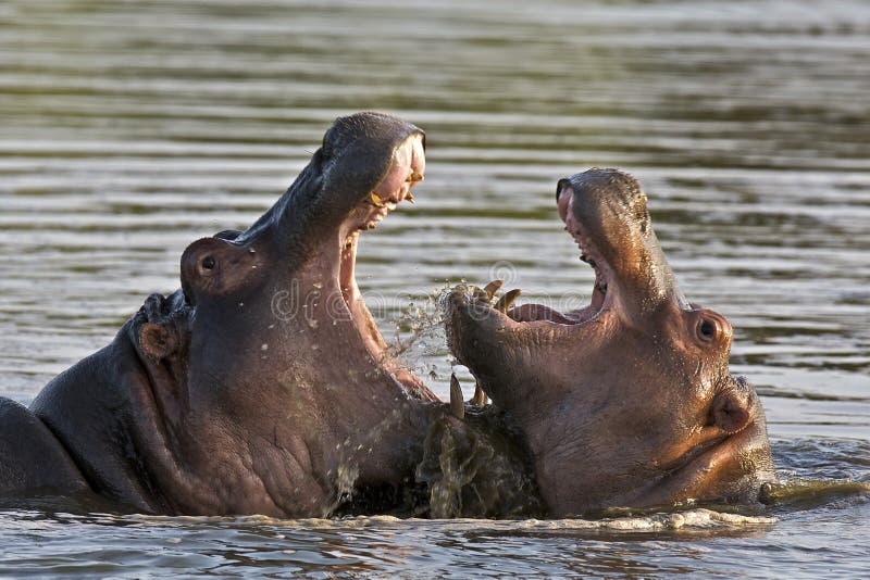 Hippos fighting in water with open mouths. Hippos fighting in water with open mouths