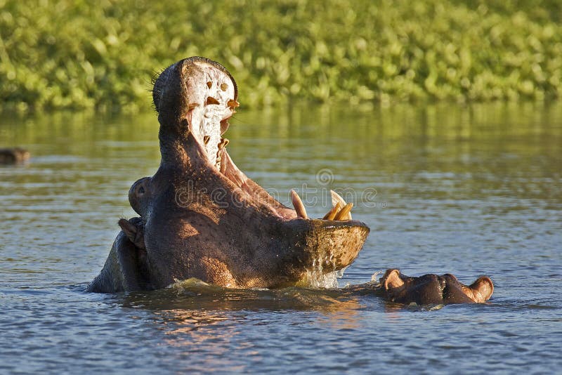 Hippos fighting in water with open mouths. Hippos fighting in water with open mouths