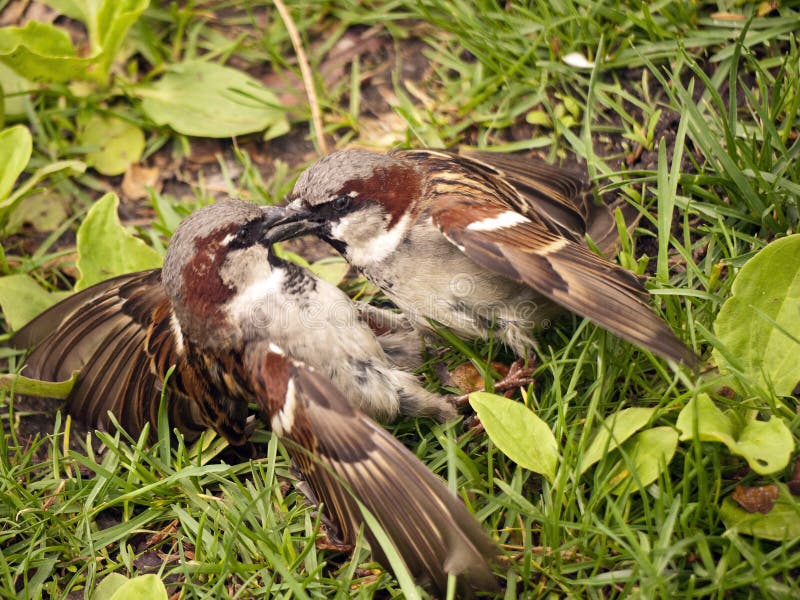 Fighting house sparrow