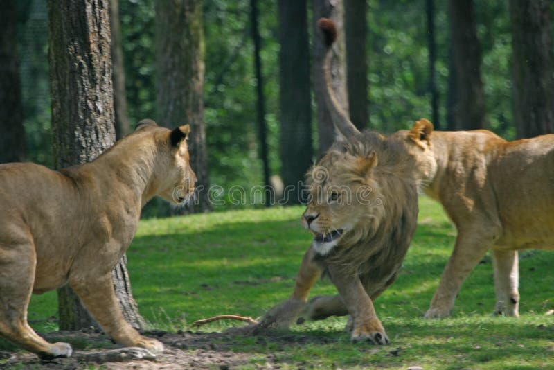 Fighting lions