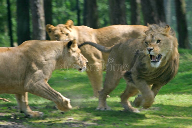 Fighting lions