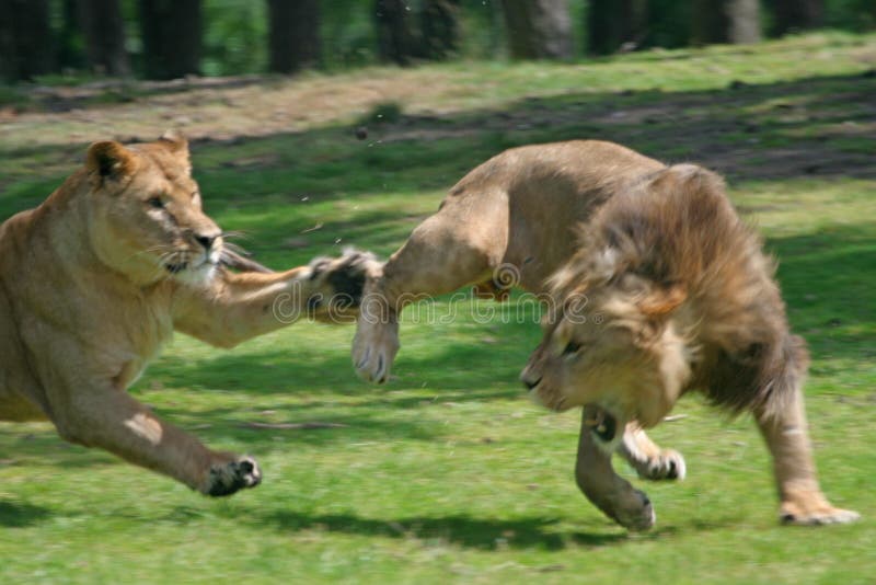 Fighting lions