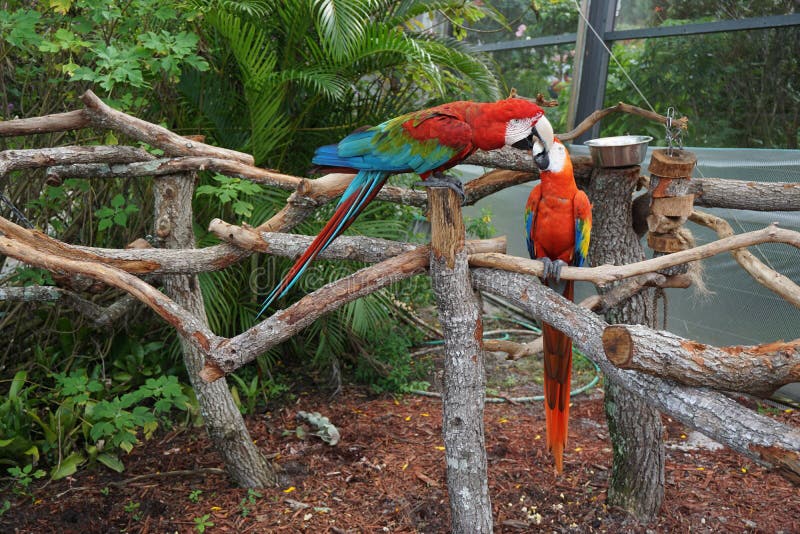 Fighting parrots at the Butterfly World, Florida