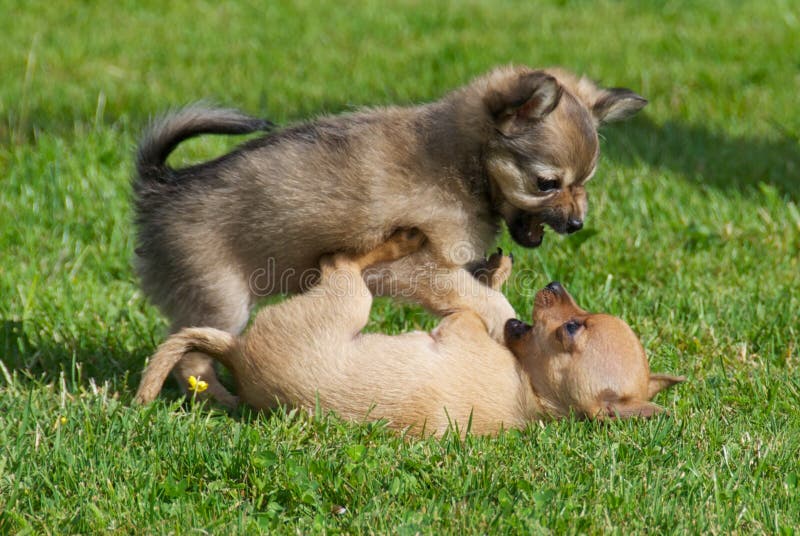 Image result for puppies fighting