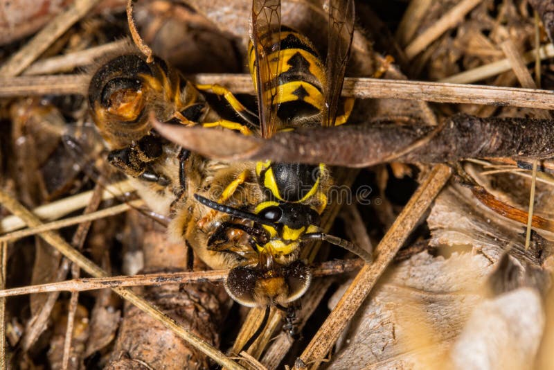 Fighting wasps and bees to death. Wasp catching a bee. Wasp killing a bee