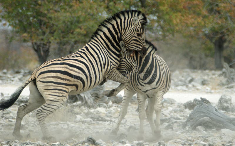 Fighting zebras