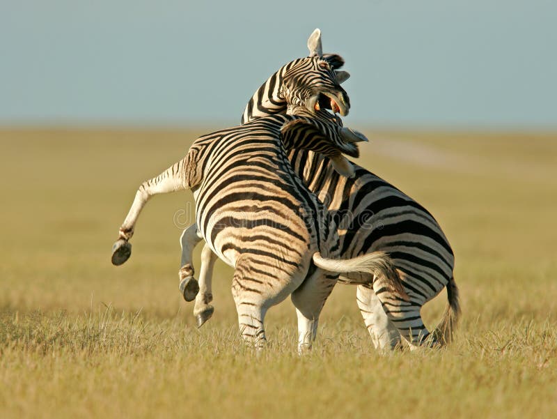 Fighting Zebras