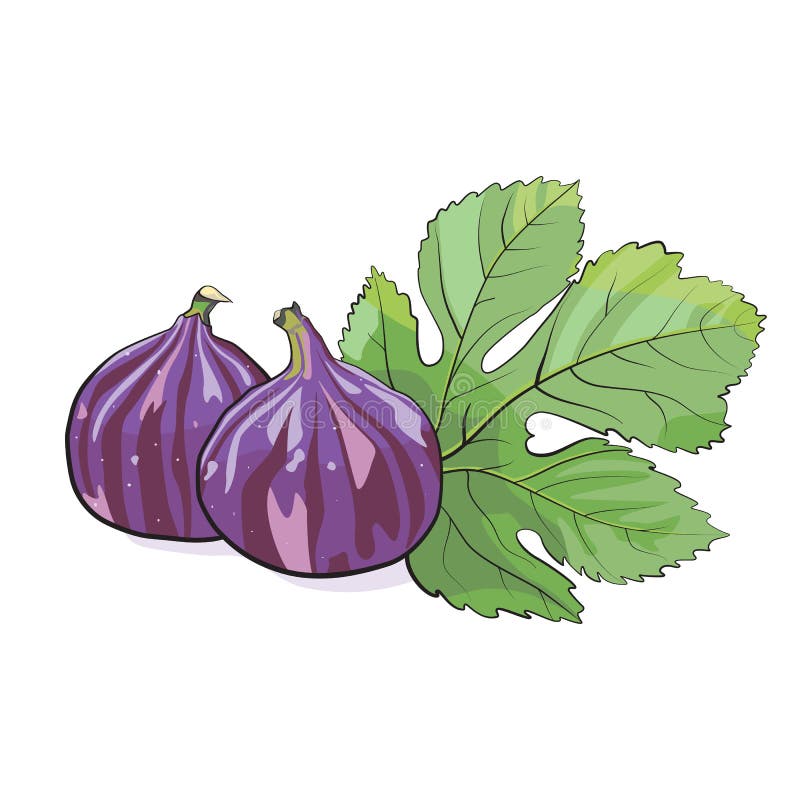 Figi ilustracji Figi ilustracji